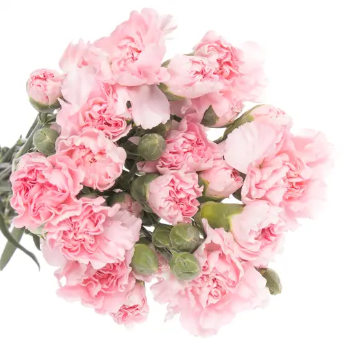 Spraynelke rosa Roxanne 60cm X20
