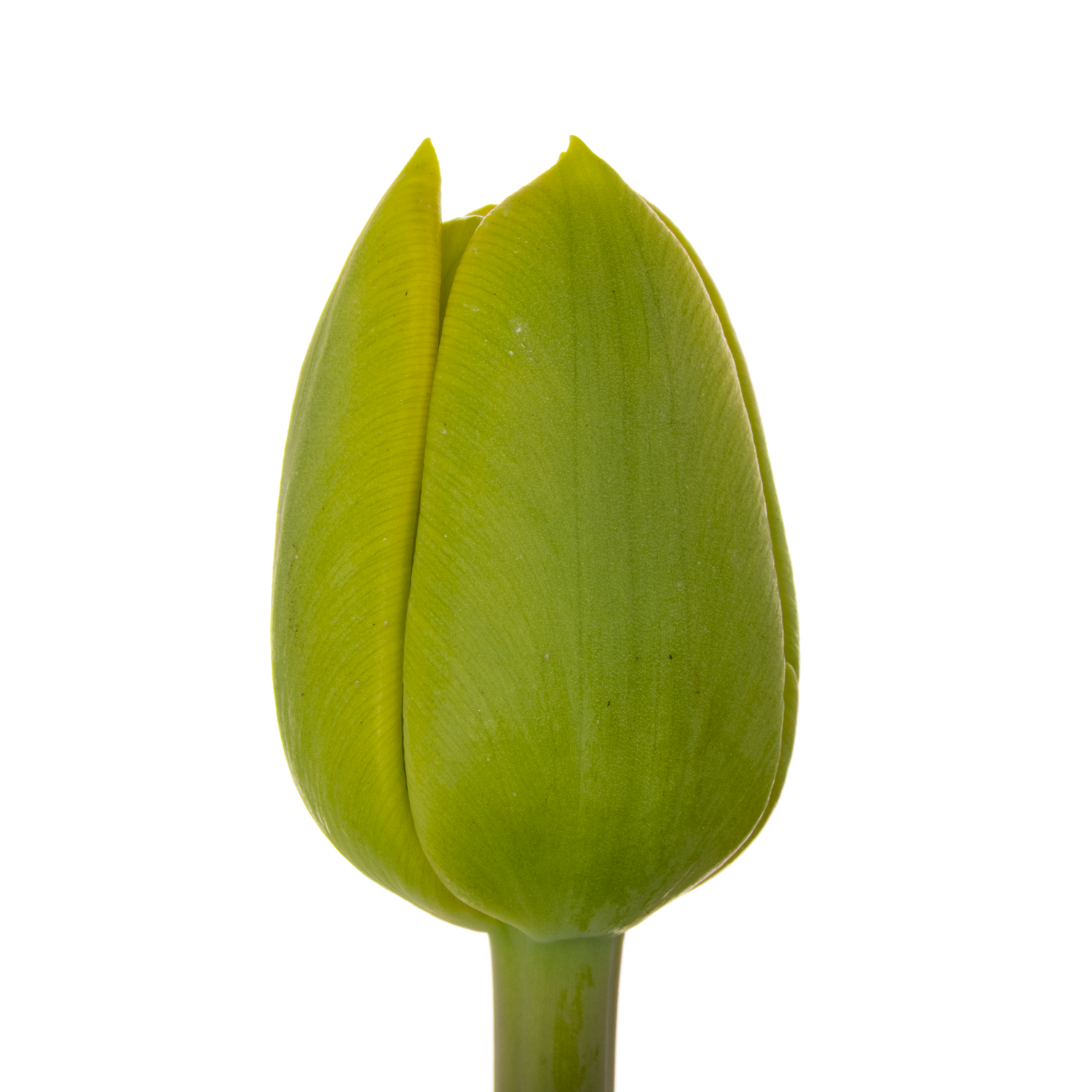 Tulp gelb doppel Volcan d'or 48 Gramm