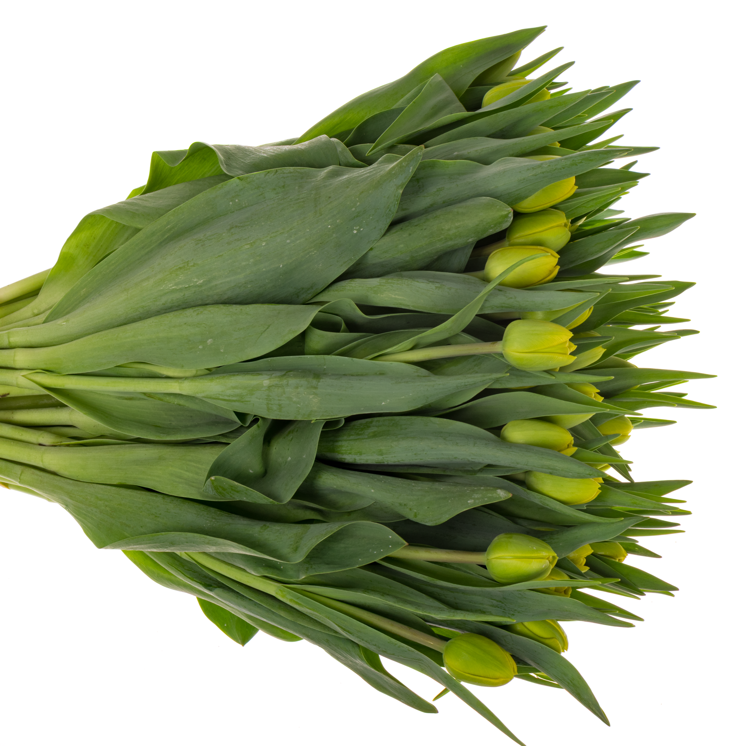 Tulp gelb doppel Volcan d'or 48 Gramm