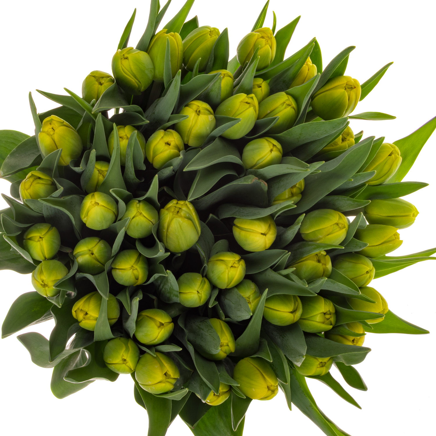 Tulp gelb doppel Volcan d'or 48 Gramm