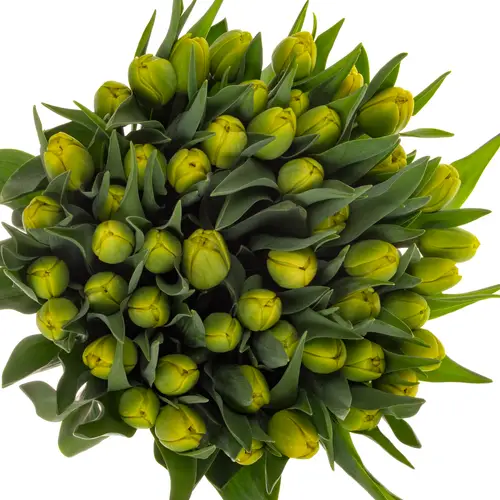 Tulp gelb doppel Volcan d'or 48 Gramm