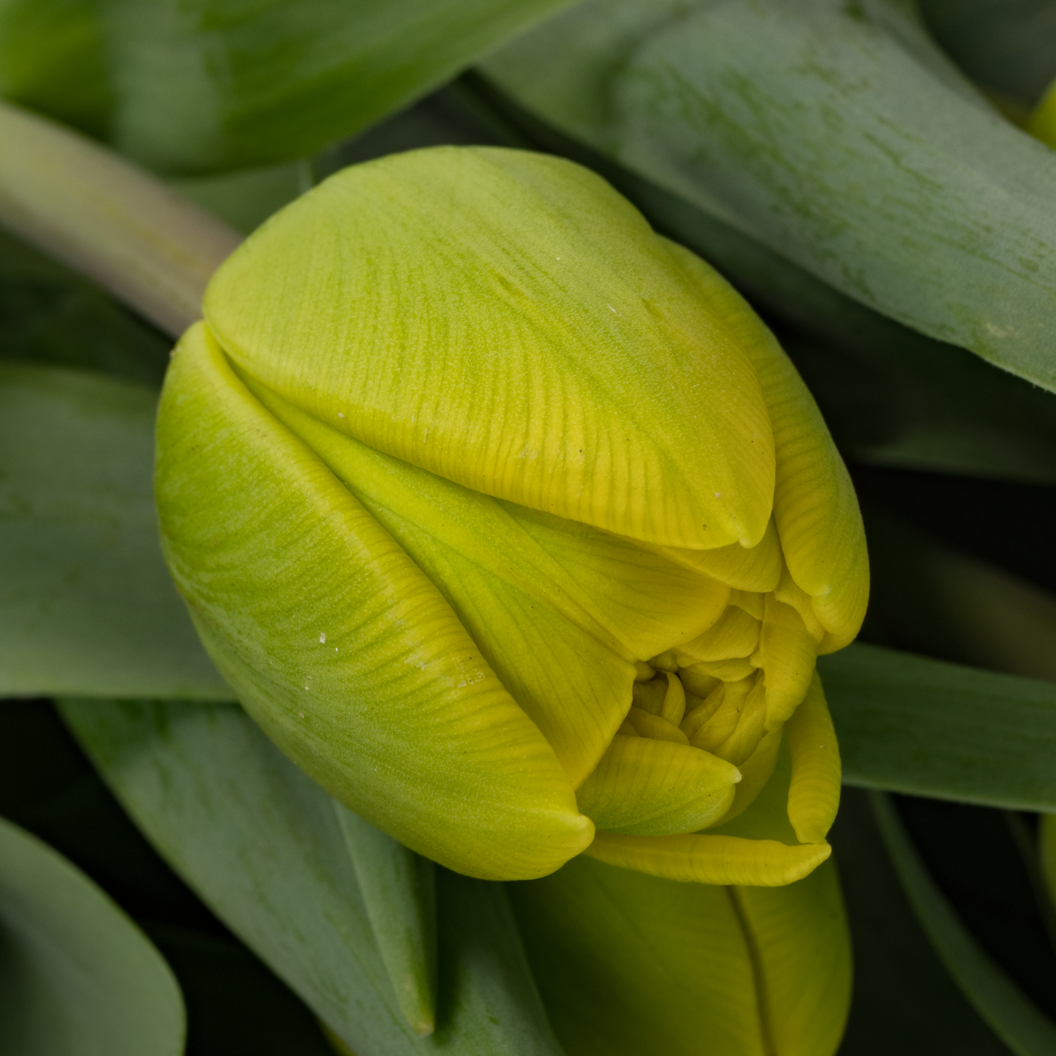 Tulp gelb doppel Volcan d'or 48 Gramm