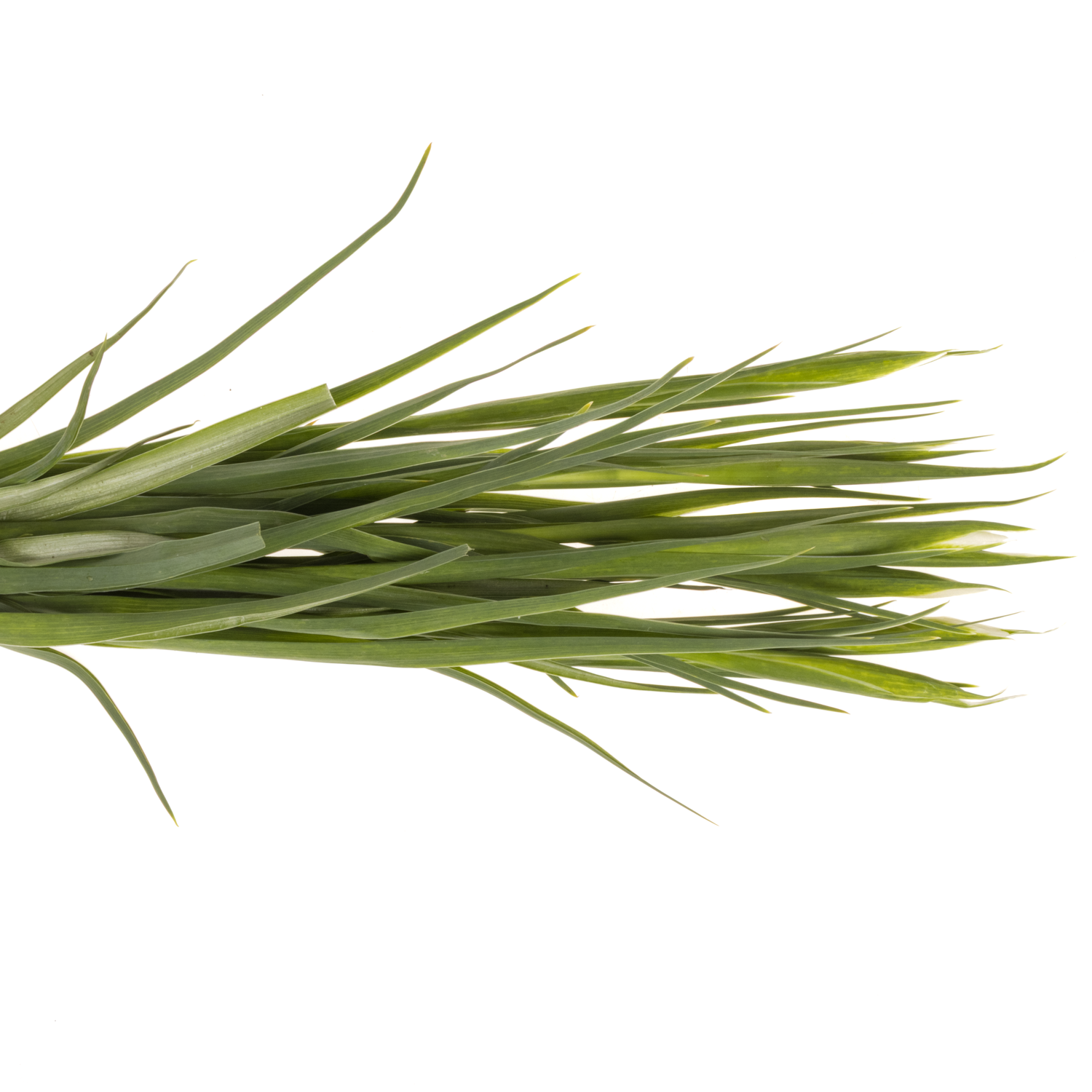 Iris weiss Magic 60cm