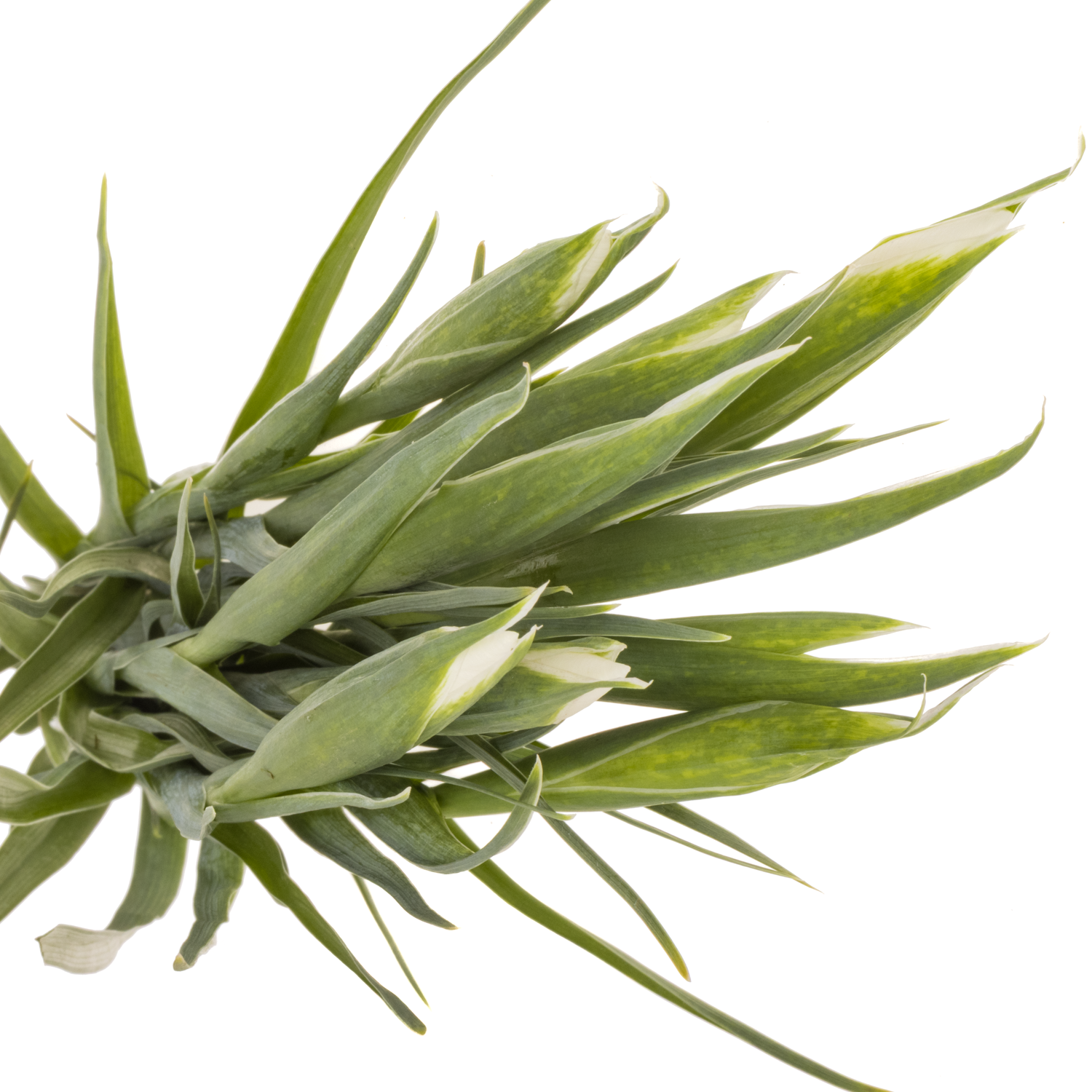 Iris weiss Magic 60cm