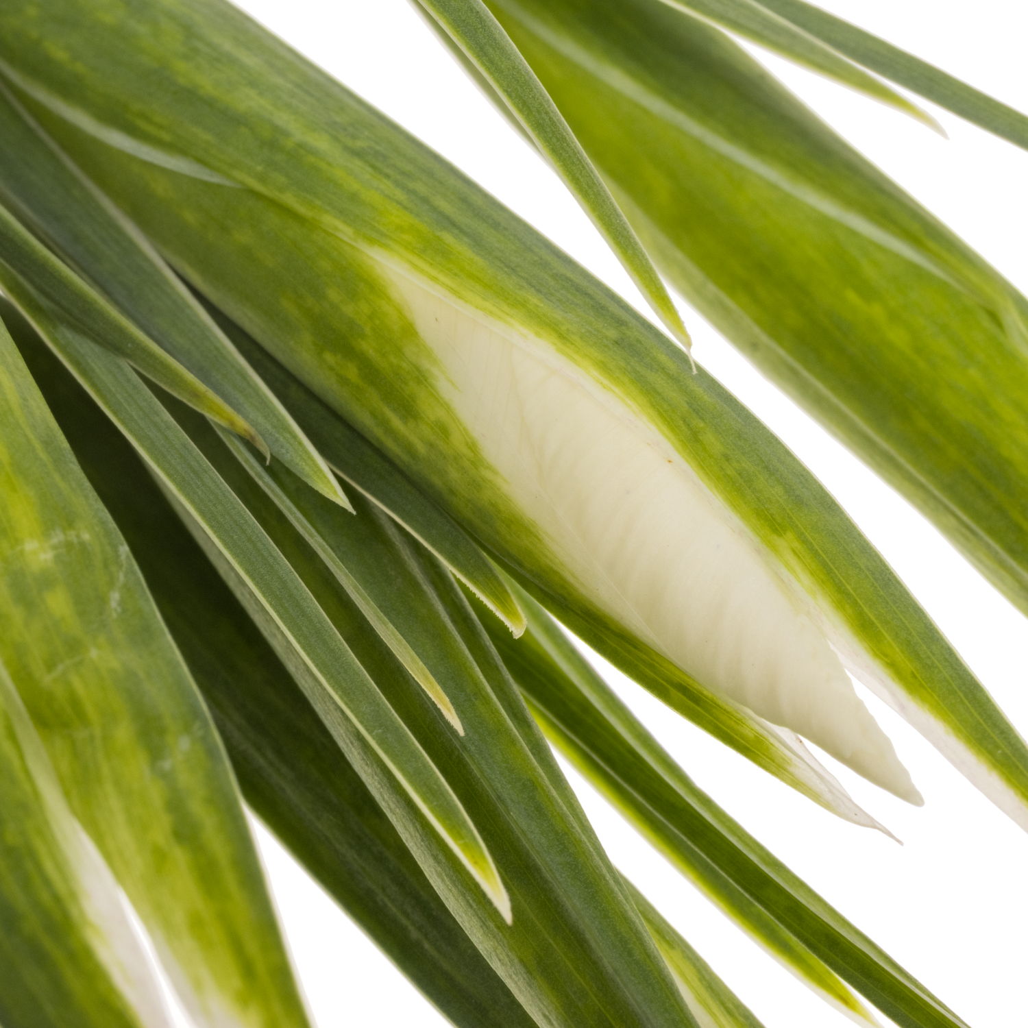 Iris weiss Magic 60cm