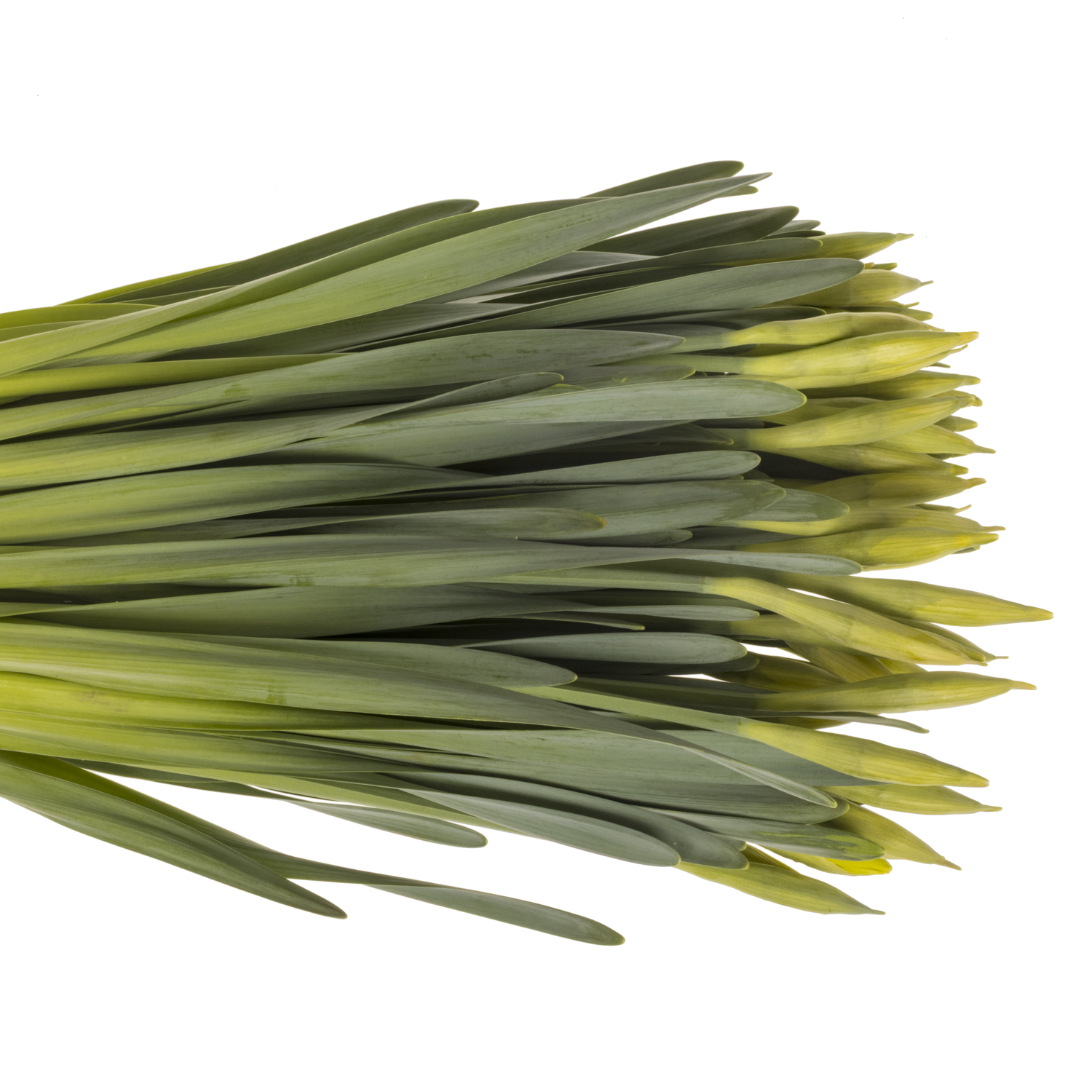 Narzisse gelb Carlton 54cm