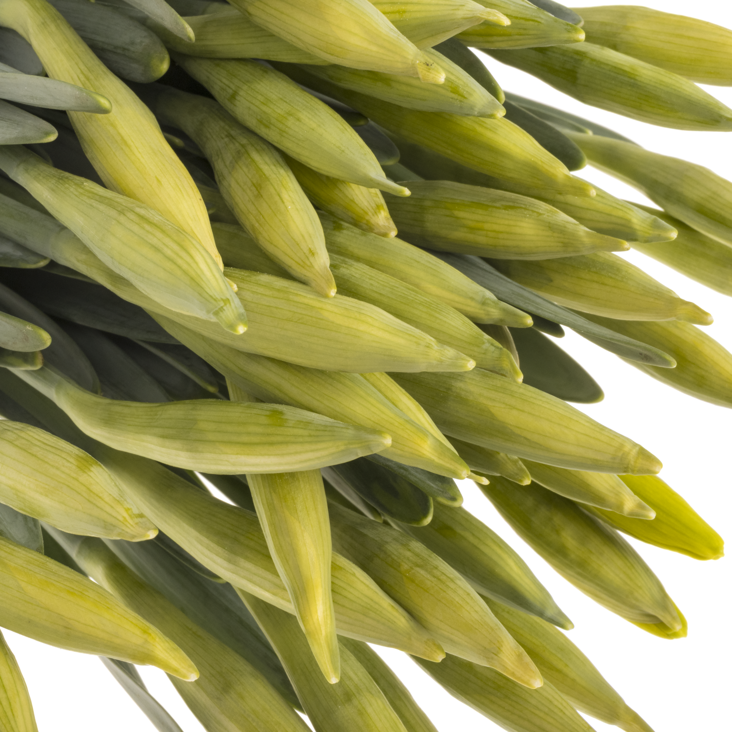 Narzisse gelb Carlton 54cm