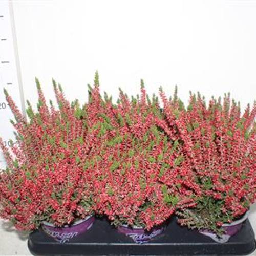 Calluna BL rot Schnäpch. Von Uhr T12 H020