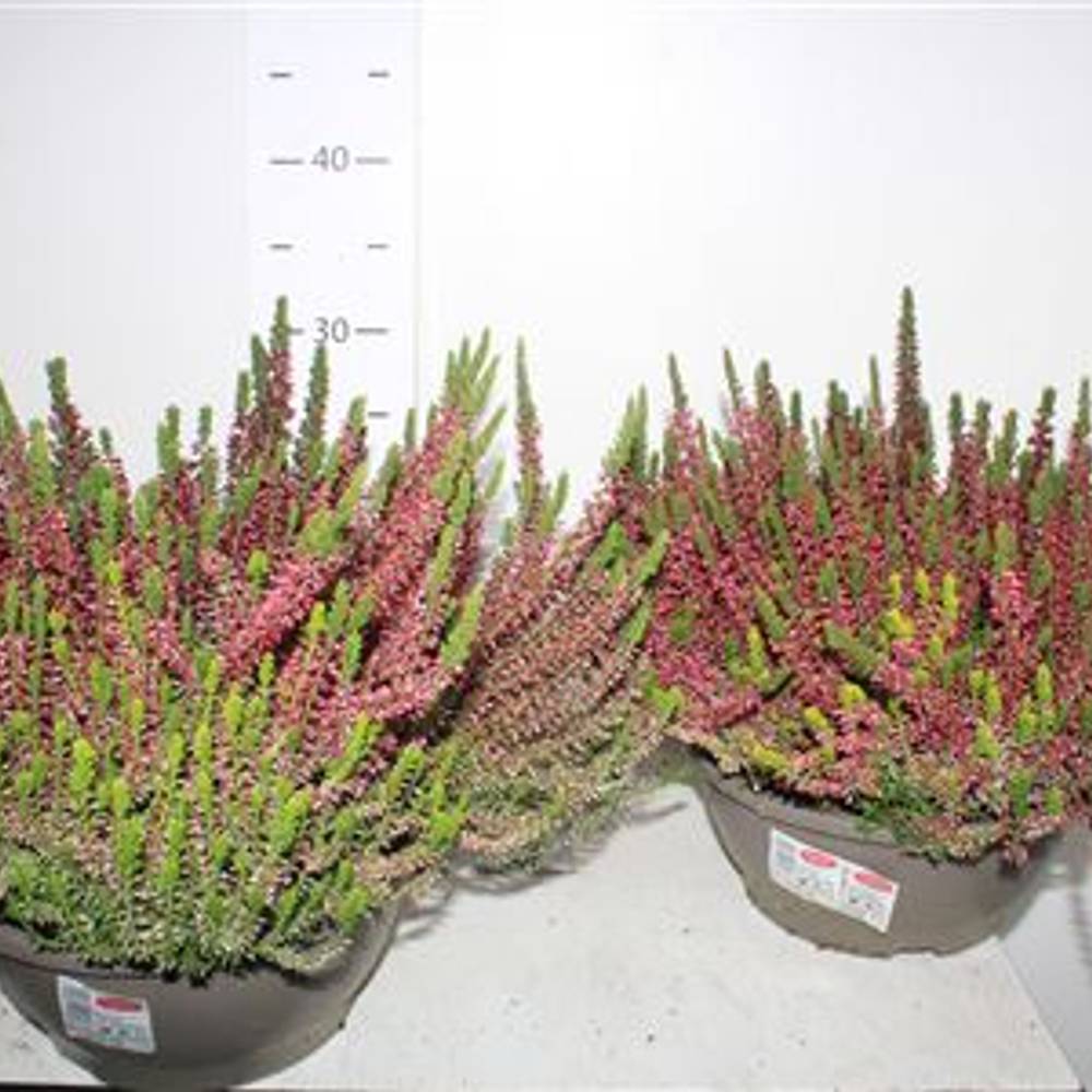 Calluna GG Trio Schalen Schäpch. Von Uhr T23 H030