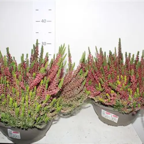 Calluna GG Trio Schalen Schäpch. Von Uhr T23 H030