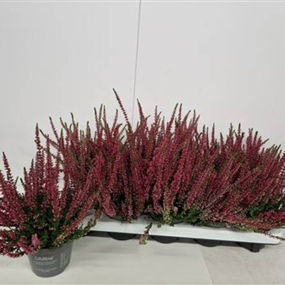 Calluna rot Snapsch. von Uhr T10,5 H015