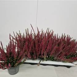 Calluna rot Snapsch. von Uhr T10,5 H015