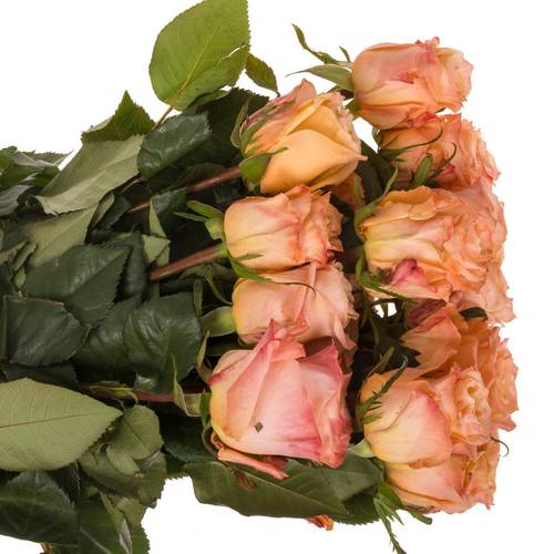 Rose apricot Shimmer (Ec) 60cm