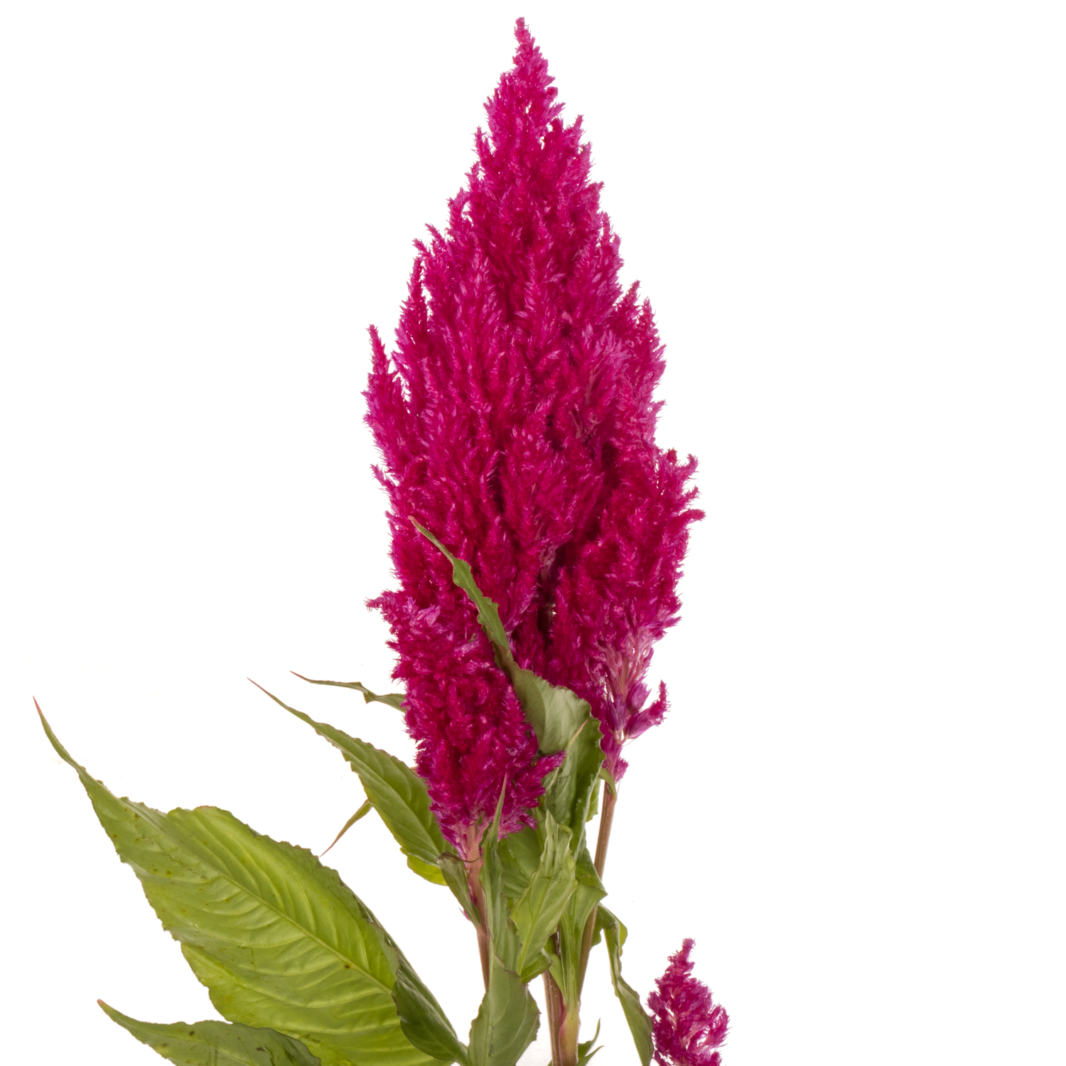 Celosia lila 60cm