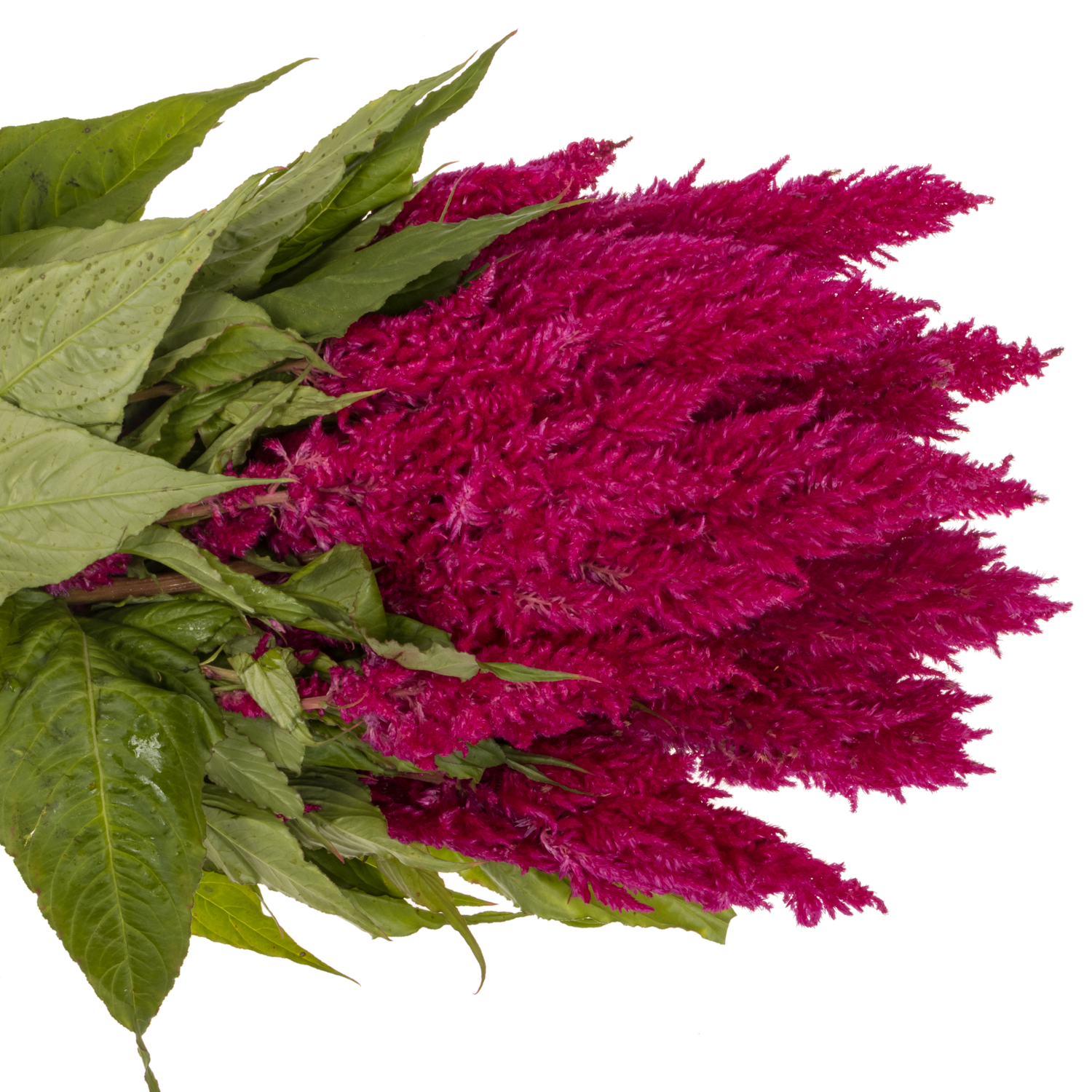 Celosia lila 60cm