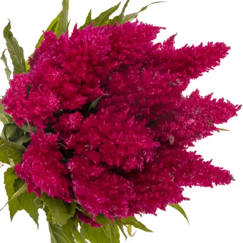 Celosia lila 60cm