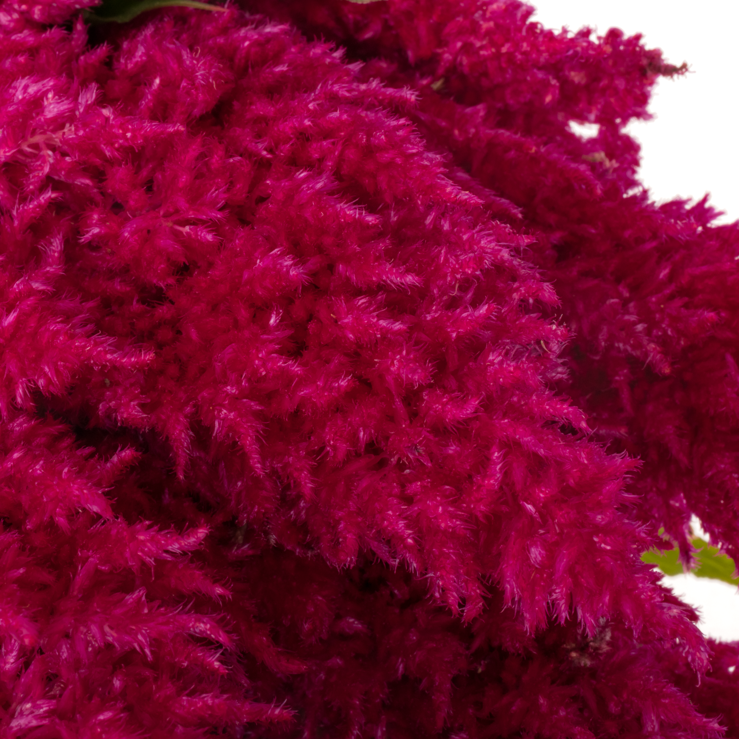 Celosia lila 60cm