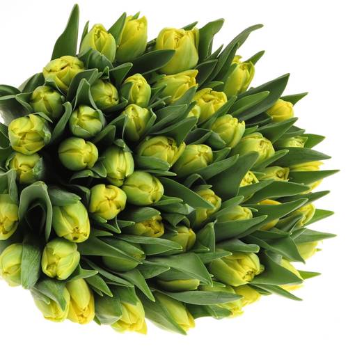 Tulpe gelb doppel Marie Jo 28 Gramm