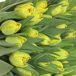 Tulpe gelb doppel Marie Jo 28 Gramm