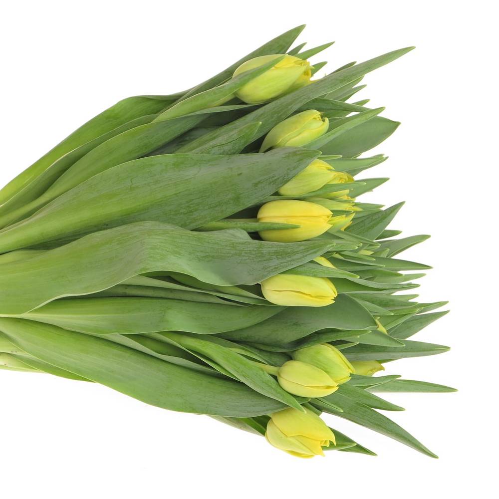 Tulpe gelb doppel Marie Jo 28 Gramm