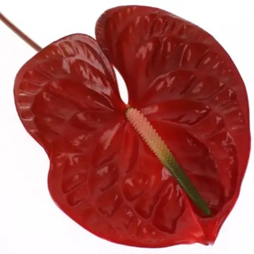 Anthurium braun Choco Blüte 15cm