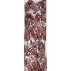 Anthurium braun Choco Blüte 15cm