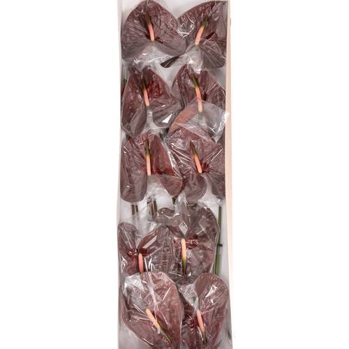 Anthurium braun Choco Blüte 15cm