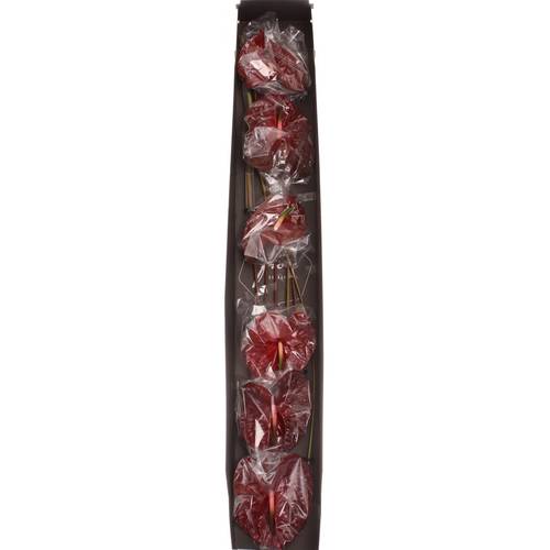 Anthurium terrakotta Choco Blüte 15cm