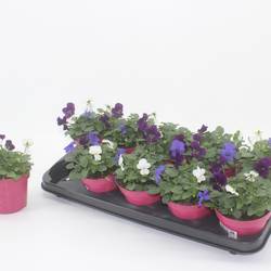 Hornveilchen mix Oslo T12 H015