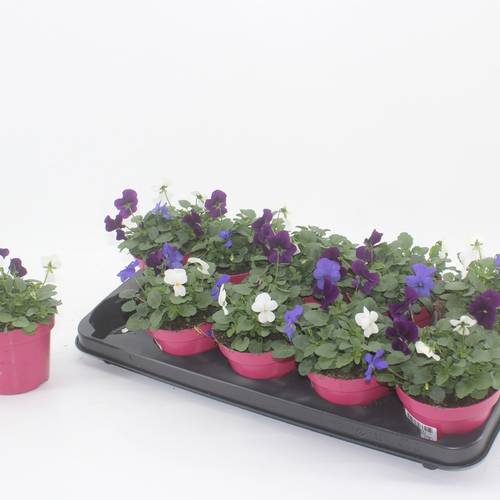 Hornveilchen mix Oslo T12 H015