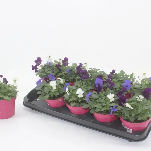 Hornveilchen mix Oslo T12 H015