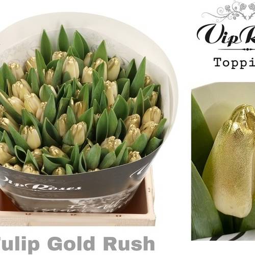 Tulpe Gold gefärbt Gold rush 32 Gramm