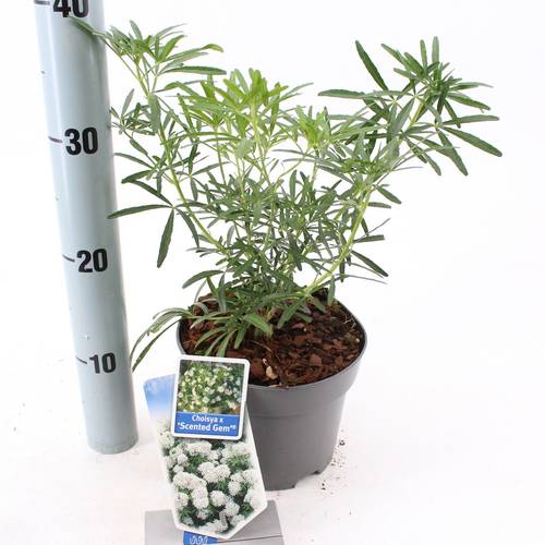 Choisya Scented T17 H035