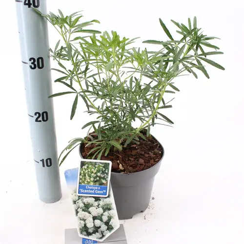 Choisya Scented T17 H035