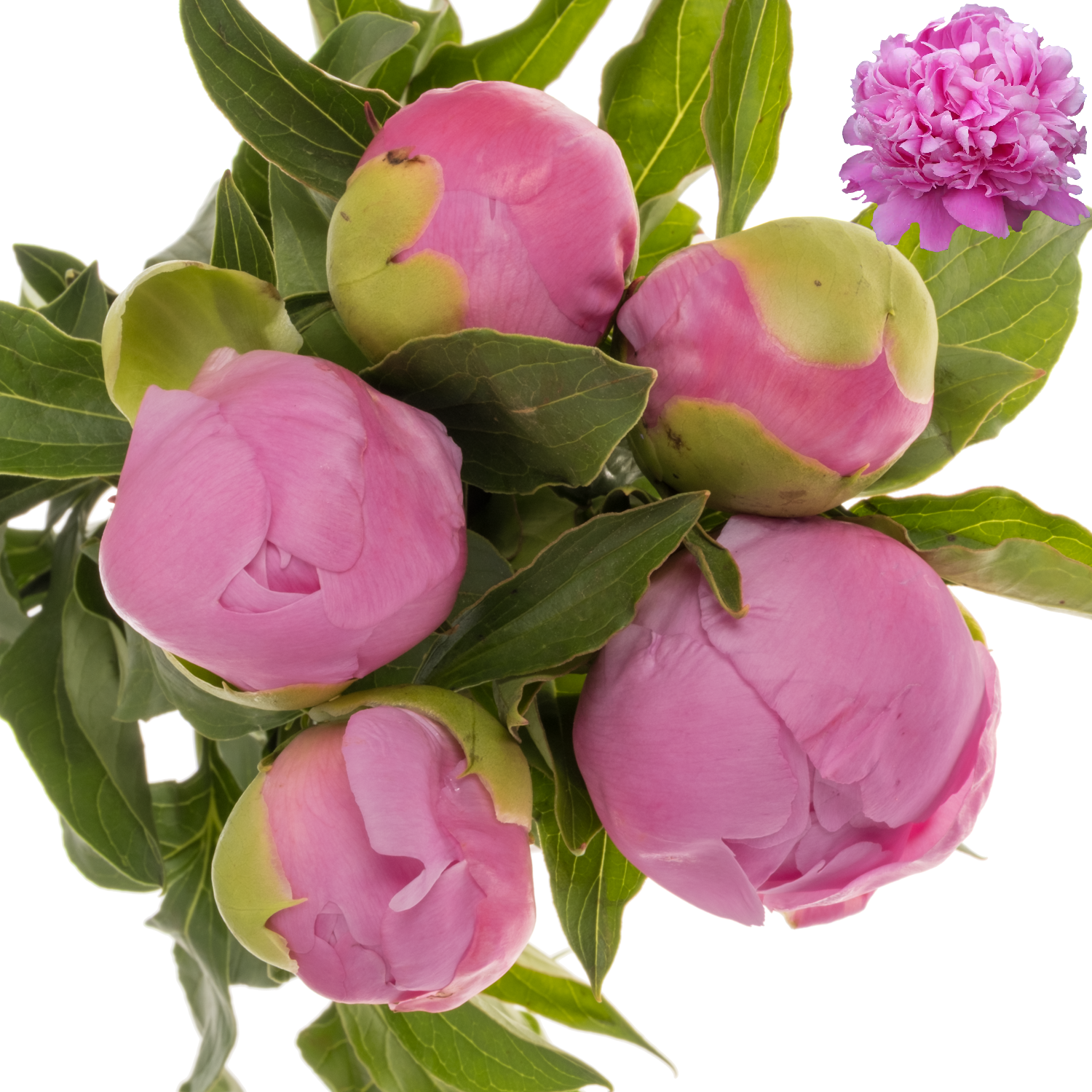 Pfingstrose dunkel rosa gefüllt Jules 45cm