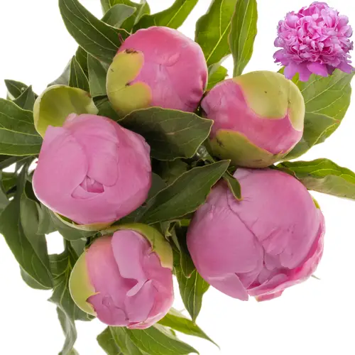 Pfingstrose dunkel rosa gefüllt Jules 45cm