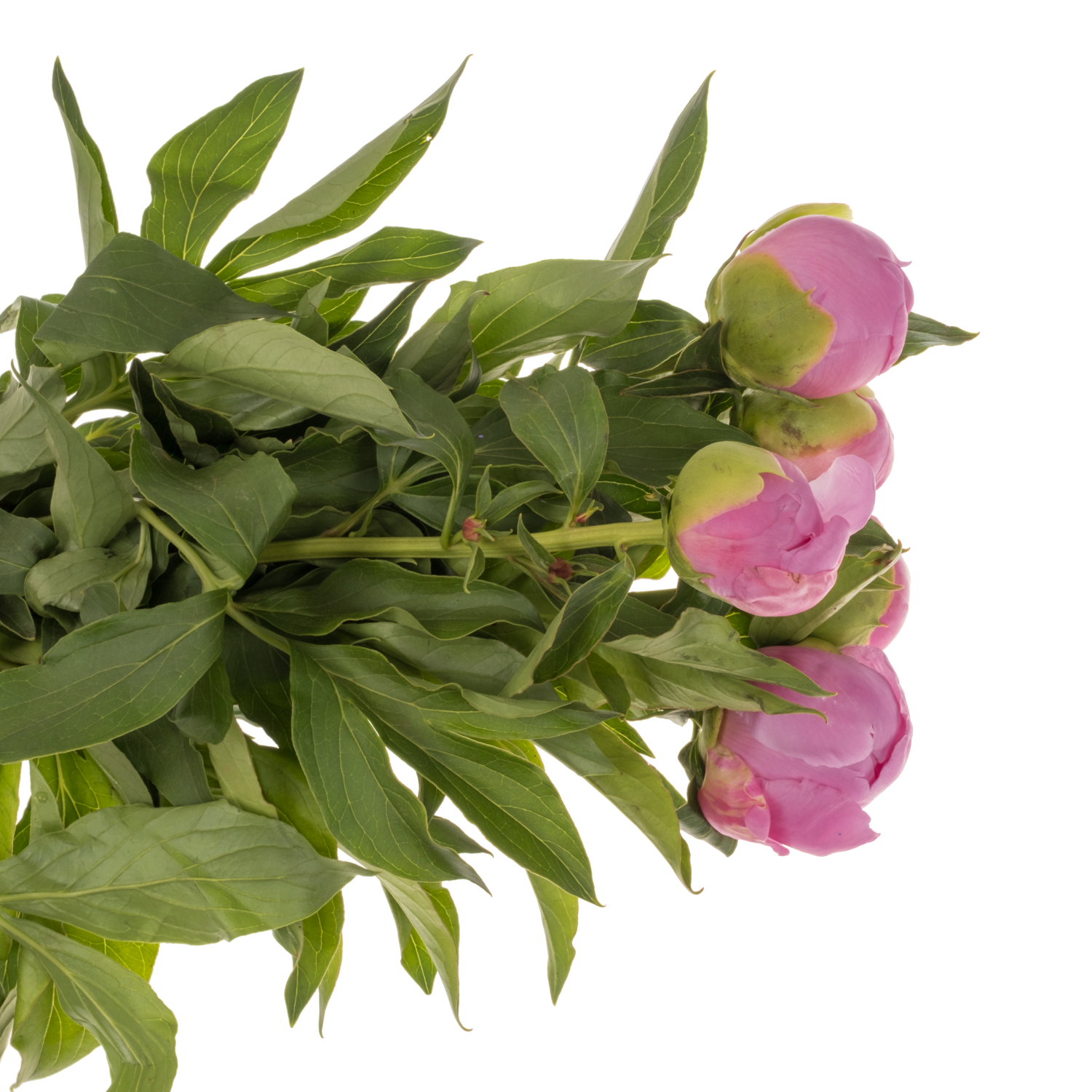 Pfingstrose dunkel rosa gefüllt Jules 45cm