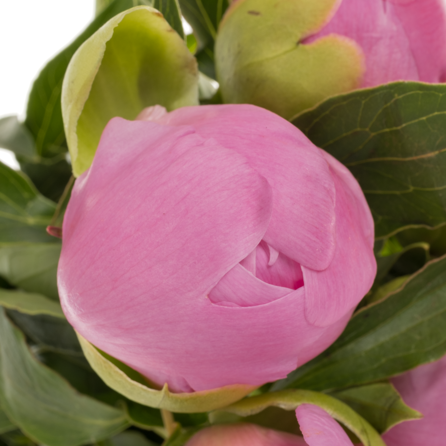 Pfingstrose dunkel rosa gefüllt Jules 45cm