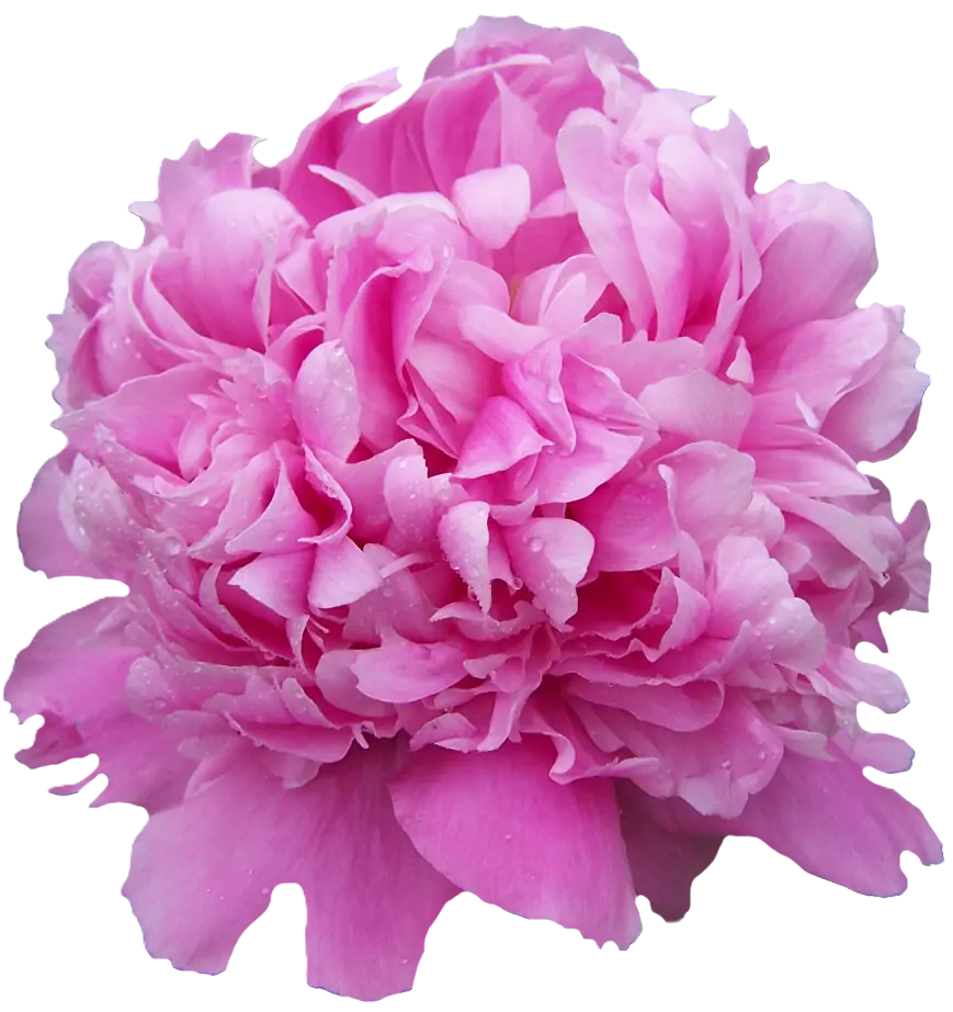 Pfingstrose dunkel rosa gefüllt Jules 45cm