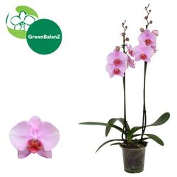Phal. 2-R rosa Novelty 2 T12 H055