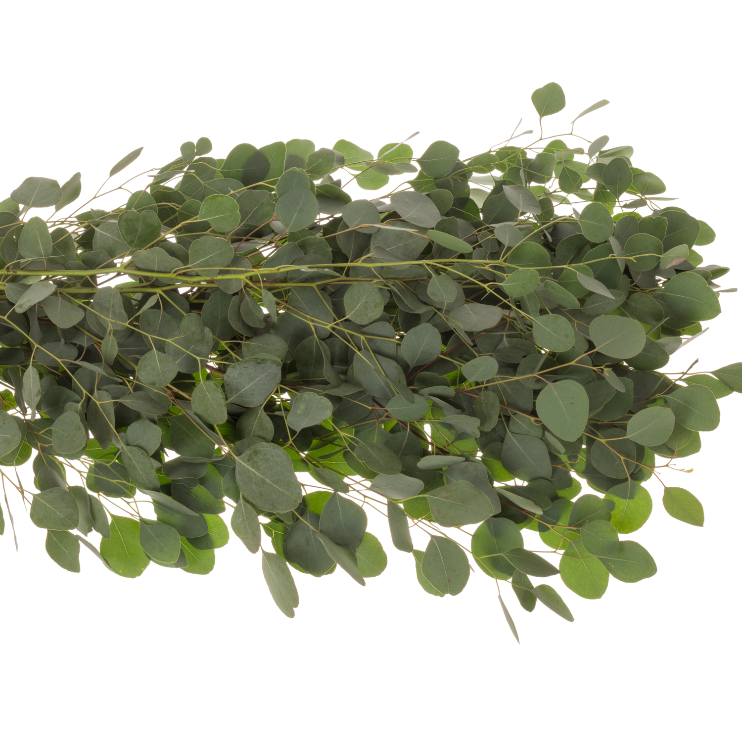 Populus grau Polyanthemos (pro stiel) 95cm