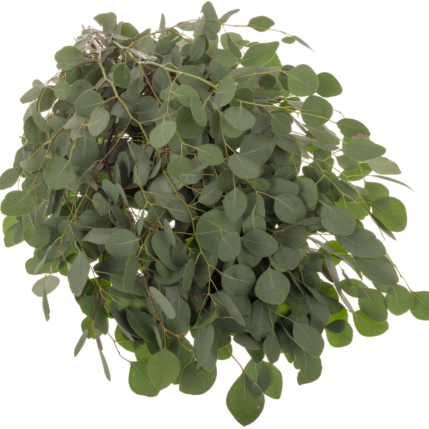 Populus grau Polyanthemos (pro stiel) 95cm