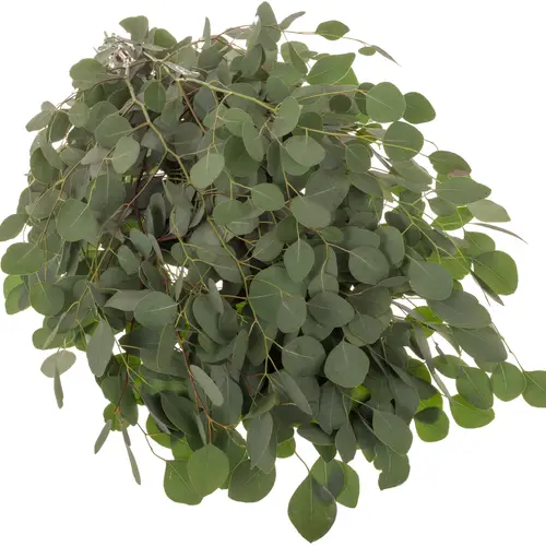 Populus grau Polyanthemos (pro stiel) 95cm