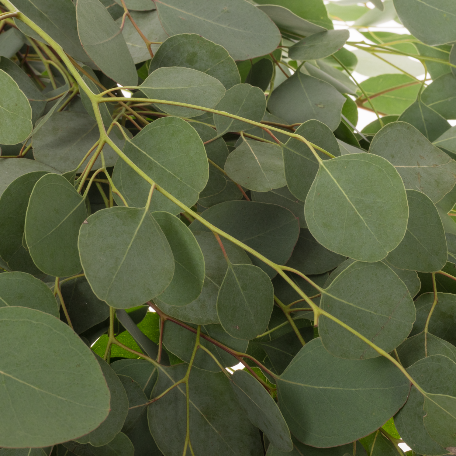 Populus grau Polyanthemos (pro stiel) 95cm