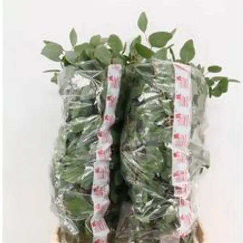 Populus grau Polyanthemos (pro stiel) 95cm