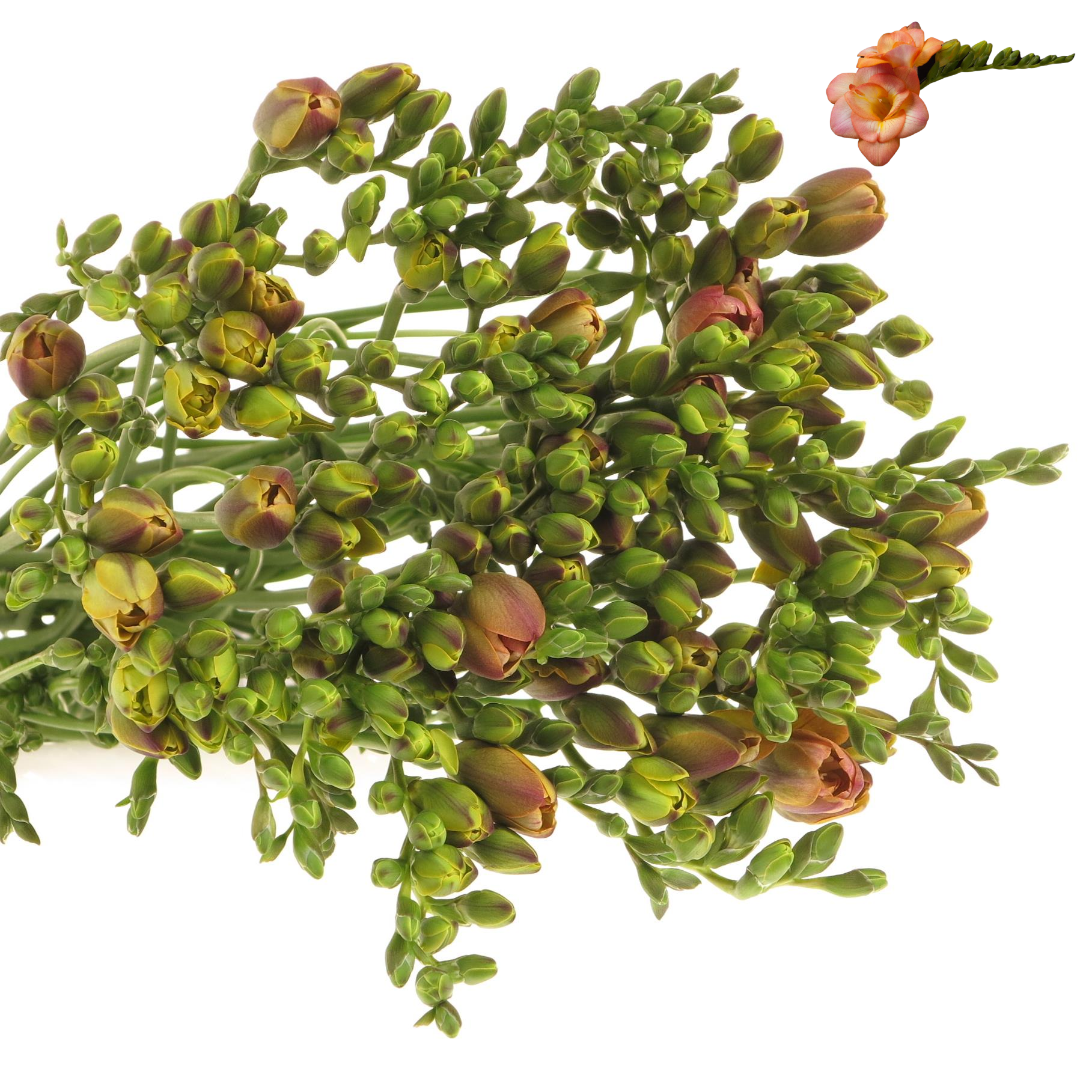 Freesie aprico Peachy 20 Gramm