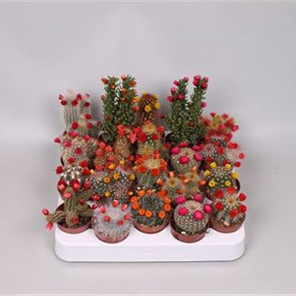 Kaktus Trocken mix T05 H015 (Kakteen) | Heyl - Blumengrohandel /  Floristikgrohandel