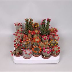 Kaktus Trocken mix T05 H015