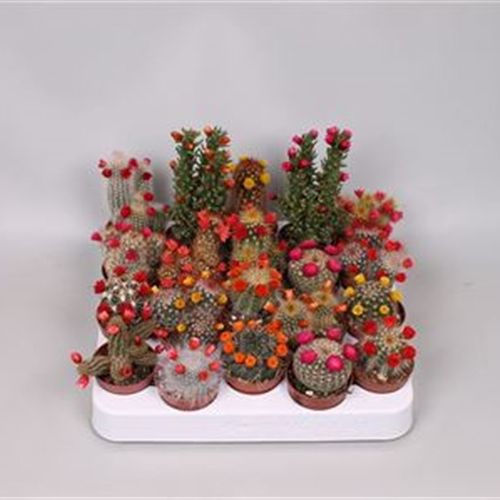 Kaktus Trocken mix T05 H015