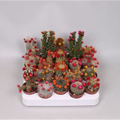 Kaktus Trocken mix T05 H015